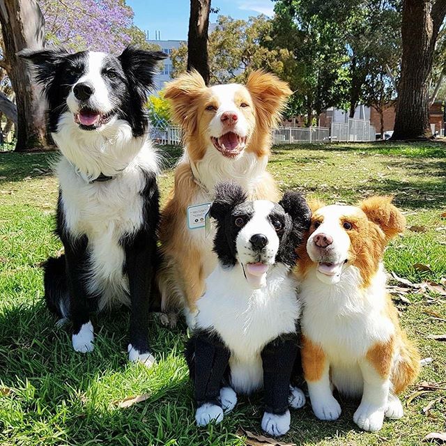 Petsies Border Collie