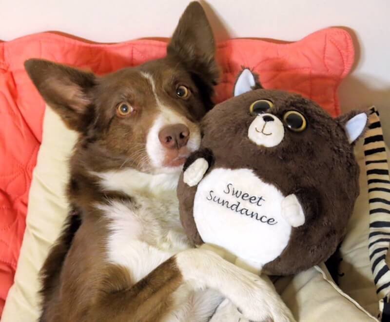 service dog plush